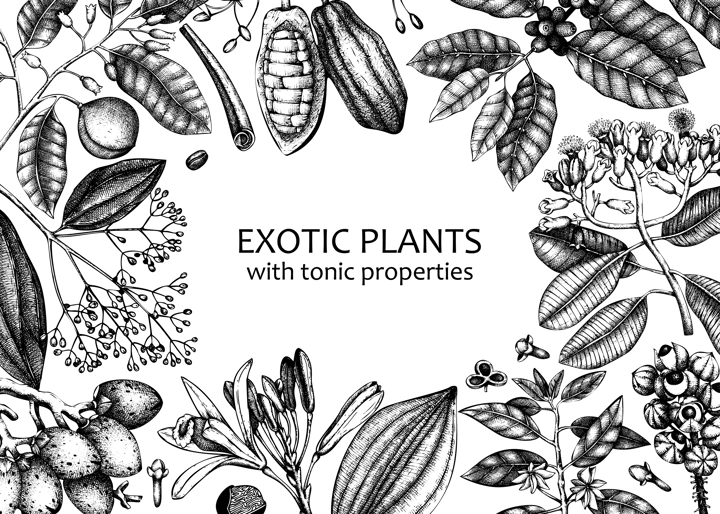 Exotic plants background with  hand- sketched contour lines on chalkboard. Realistic vector illustration in vintage style. Horizontal banner with adaptogenic, medicinal, tonic, and spice plants.